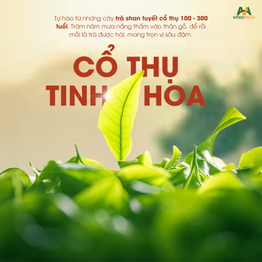 TRÀ ĐẶC SẢN - MAI LY TUYẾT SƠN AMAZINGON